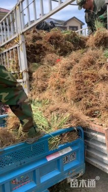 高度30厘米巴茅