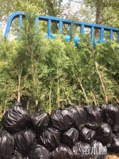 高度60厘米侧柏