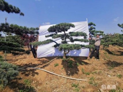 10公分造型五针松