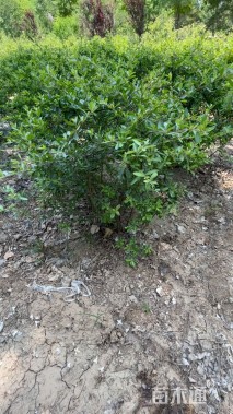 高度60厘米火棘