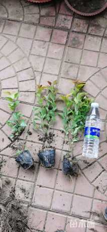 高度25厘米金焰绣线菊