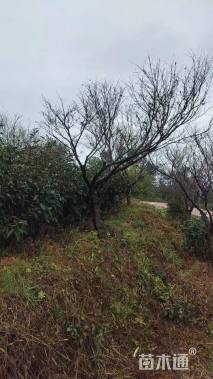 12公分日本红枫