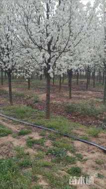 12公分彩叶豆梨