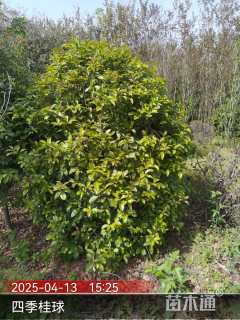 冠幅150厘米四季桂球