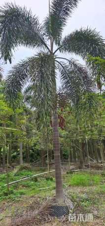 裸干高300厘米狐尾椰