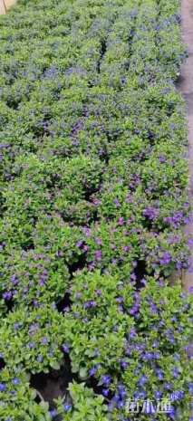 高度20厘米半边莲