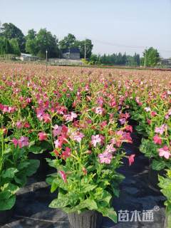 高度60厘米花烟草