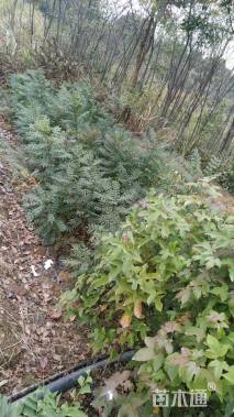 高度60厘米檫木小苗