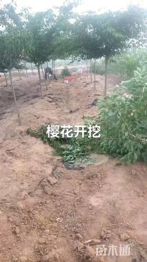 6公分普贤象樱花