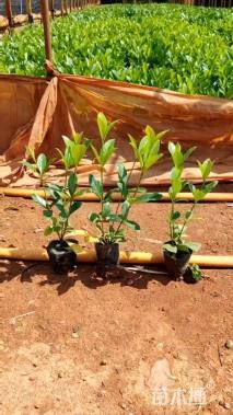 高度30厘米栀子花