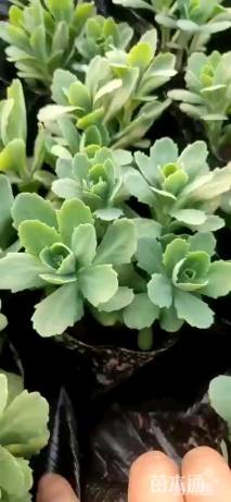 高度20厘米八宝景天