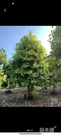 高度500厘米富贵榕