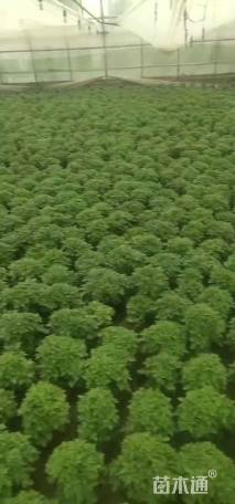 高度25厘米国庆菊