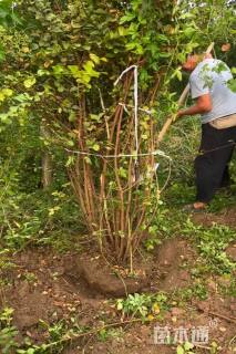 高度200厘米天鹅绒紫薇