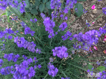 高度30厘米薰衣草