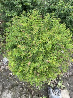 高度80厘米细叶合欢