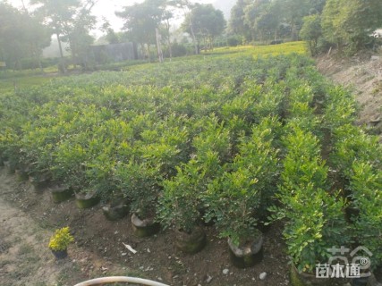 非洲茉莉