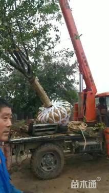 13公分北美海棠