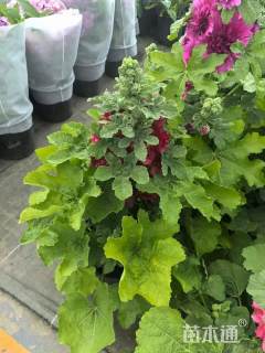 高度35厘米蜀葵