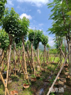 7公分紫花风铃木