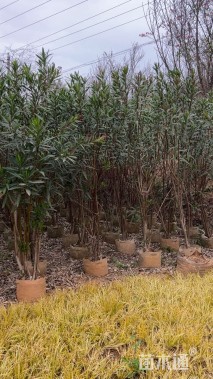 高度220厘米夹竹桃