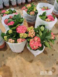 高度40厘米绣球