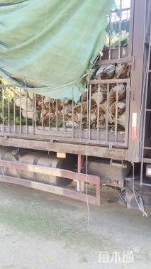 高度150厘米黑松