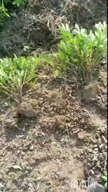 高度50厘米春鹃小苗