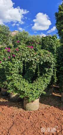 高度150厘米三角梅