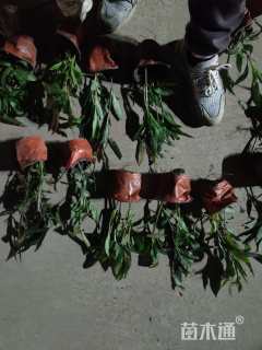 高度25厘米翠芦莉