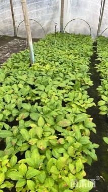 高度30厘米无尽夏绣球