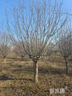 15公分北美海棠