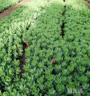 高度35厘米八宝景天