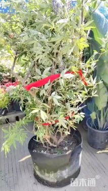 高度15厘米千日红