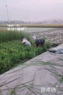 高度60厘米水葱