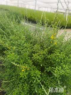 高度30厘米金雀花