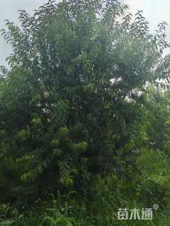 12公分菊花碧桃