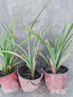 高度30厘米火炬花