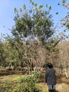 高度750厘米丛生元宝枫