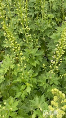 高度80厘米飞燕草