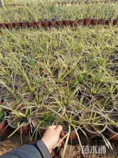 高度10厘米金叶苔草