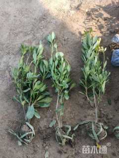 高度50厘米海桐