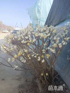 高度1.2厘米结香