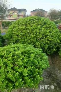 冠幅250厘米海桐球