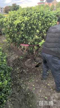 冠幅250厘米海桐球