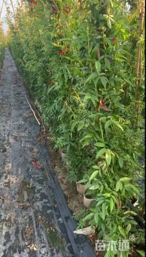 高度100厘米月季