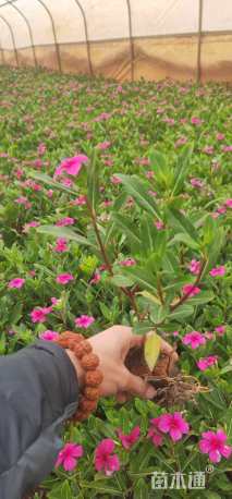 高度20厘米长春花