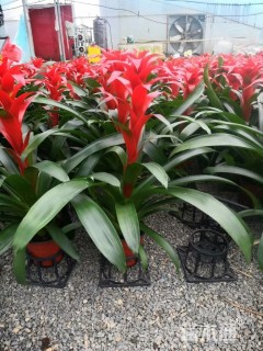 高度50厘米凤梨