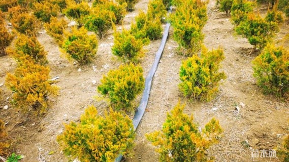 冠幅50厘米龙柏球