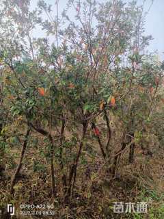 高度150厘米杜鹃